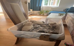 British Longhair cats for sale: Stunning British Longhair Kittens Ready to collect - Image 34