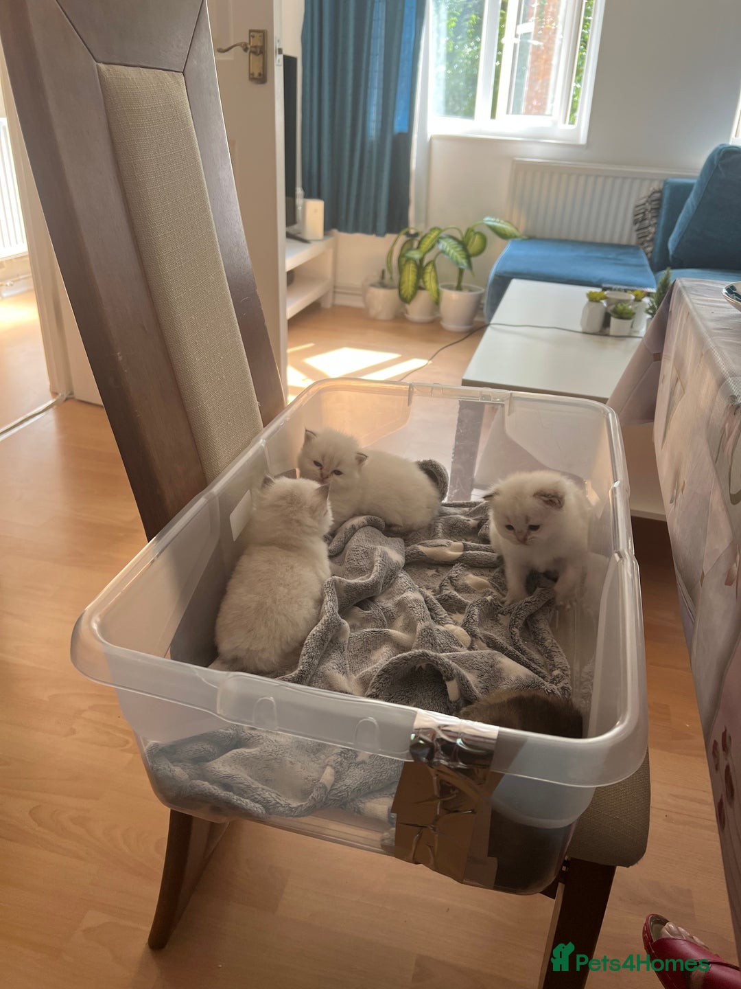 British Longhair cats for sale: Stunning British Longhair Kittens Ready to collect - Image 34