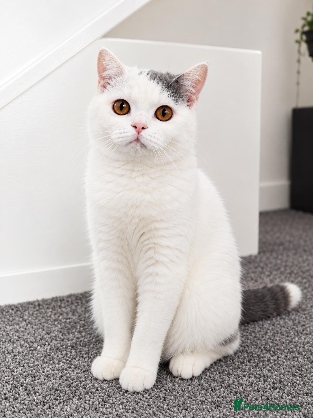 British Shorthair cats 🐾 Beautiful British Shorthair Girl - Advert 6