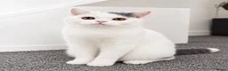 British Shorthair cats for sale: 🐾 Beautiful British Shorthair Girl - Advert 1