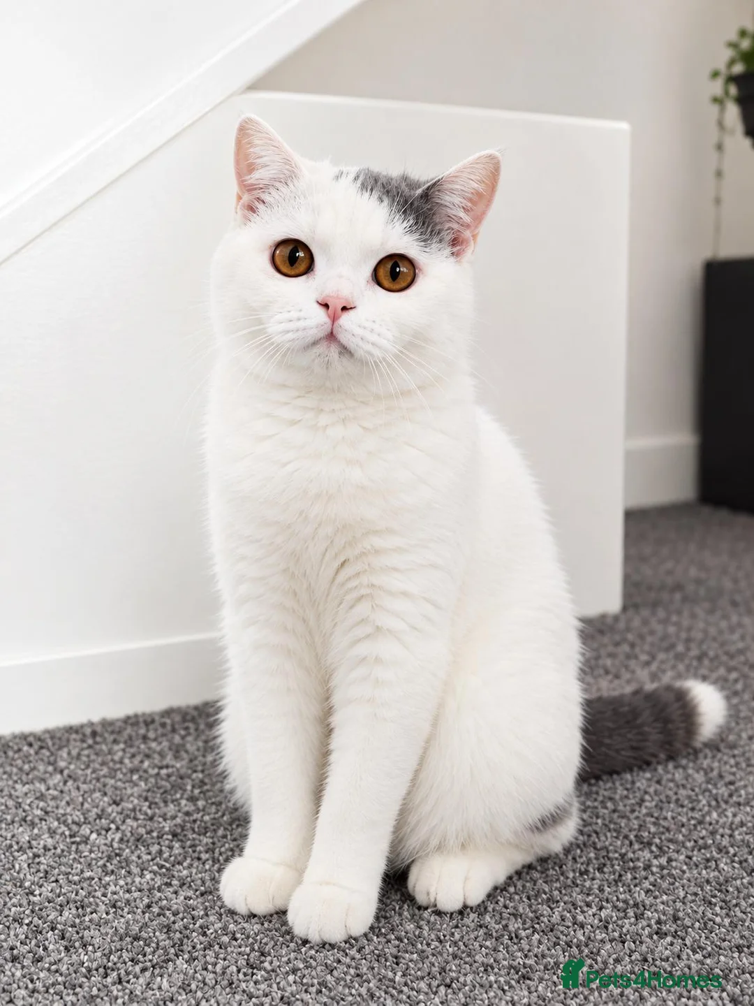 British Shorthair cats for sale: 🐾 Beautiful British Shorthair Girl - Advert 1