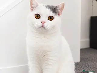 British Shorthair cats 🐾 Beautiful British Shorthair Girl - Advert 6