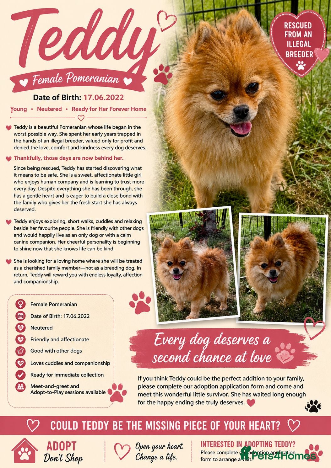 Pomeranian dogs 🐾 TEDDY – aka Tuzik, Female Pomeranian 🐾 - Advert 2