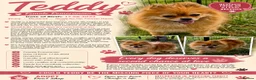 Pomeranian dogs for adoption: 🐾 TEDDY – aka Tuzik, Female Pomeranian 🐾 - Advert 2