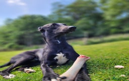 Lurcher dogs for stud: 🌟 Lurcher Stud Available 🌟  - Image 2