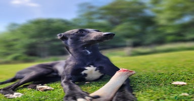 Lurcher dogs - Advert 6