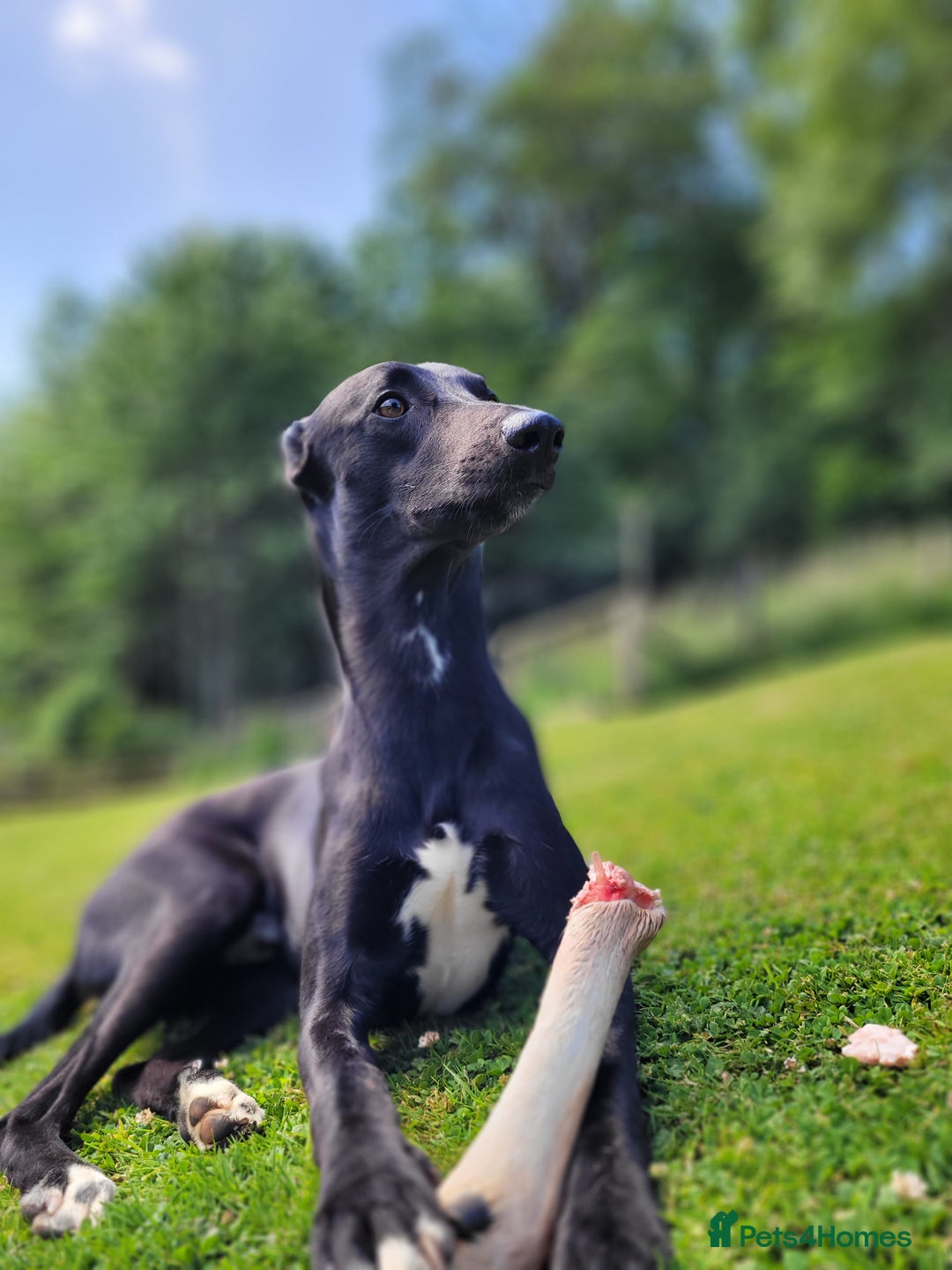 Lurcher dogs for stud: 🌟 Lurcher Stud Available 🌟  - Image 2