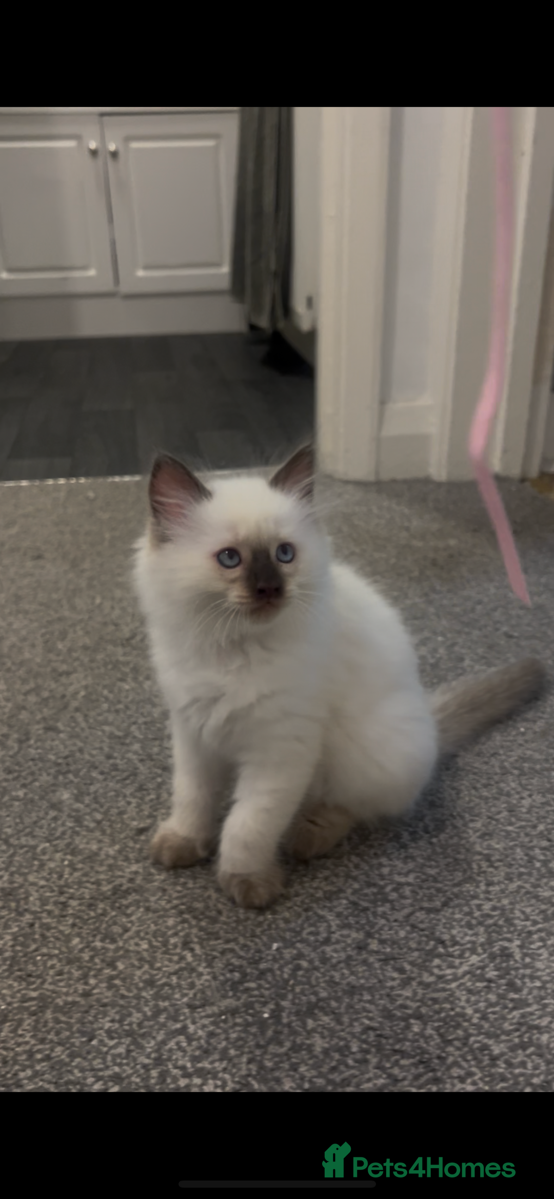 Ragdoll cats for sale: Beautiful Ragdoll kittens  - Advert 10