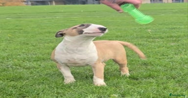 English Bull Terrier dogs Top Quality Health tested Pups  - Advert 8