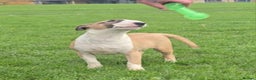 English Bull Terrier dogs for sale: Top Quality Health tested Pups  - Advert 3