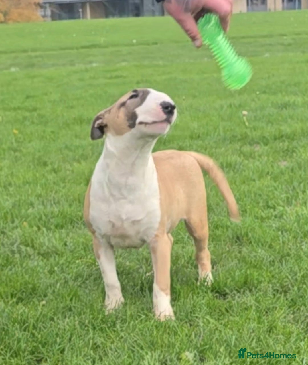 English Bull Terrier dogs for sale: Top Quality Health tested Pups  - Advert 3