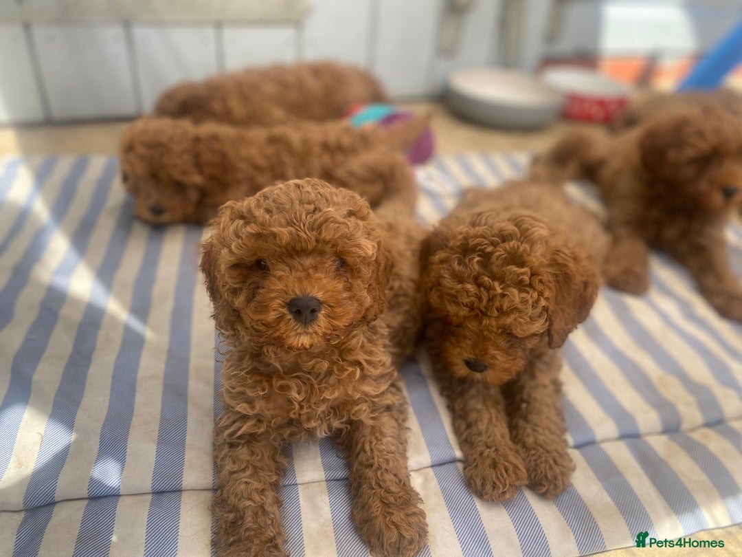 Cavapoo dogs for sale: Red cavapoo babies both parents dna health tested  in Newark - Image 27