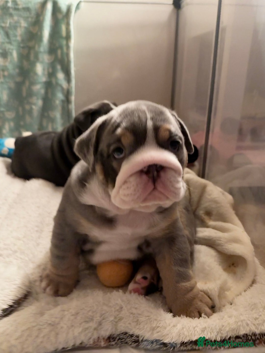 English Bulldog dogs for sale: English bulldog puppies - Advert 10