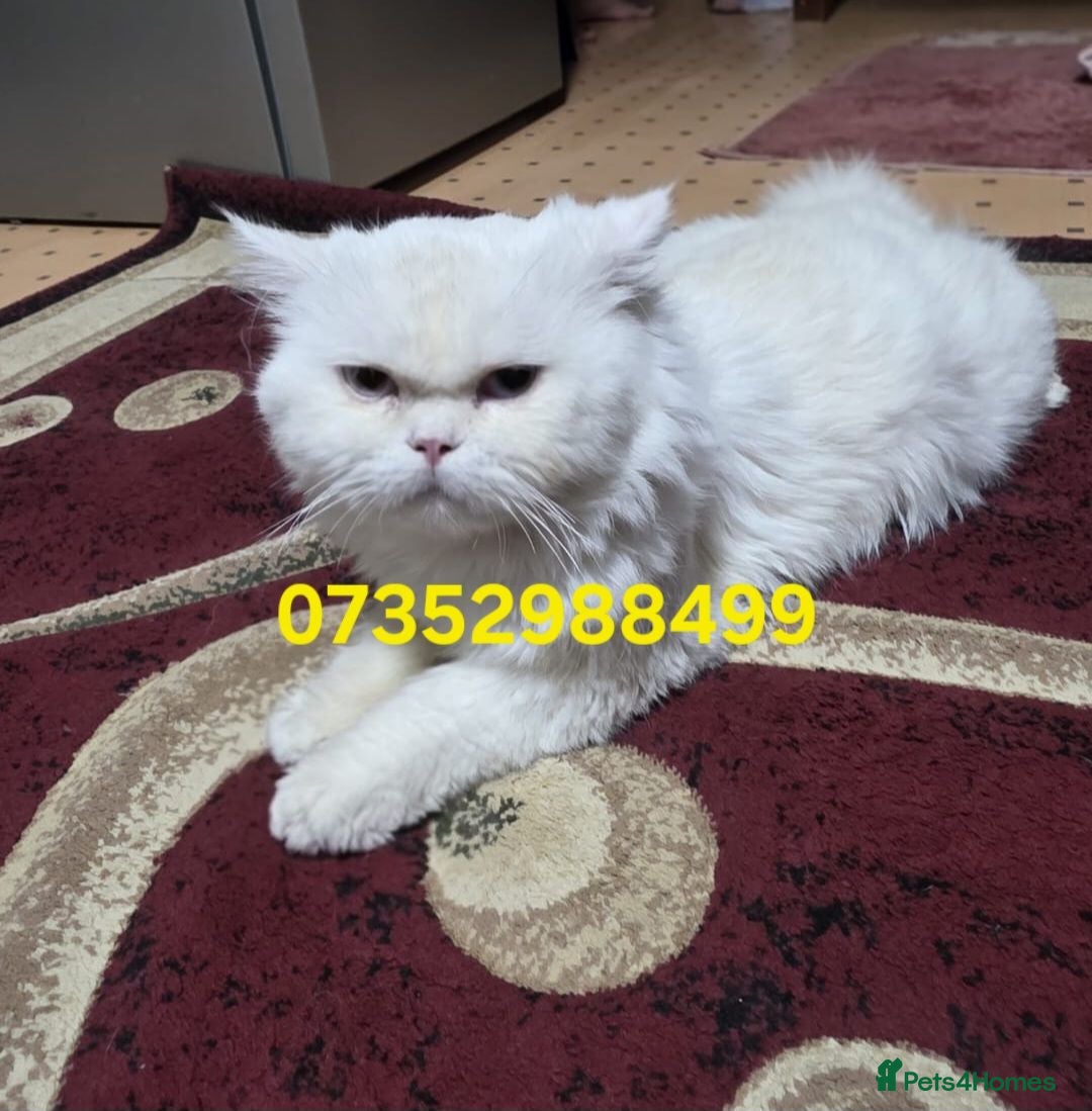 Persian cats Chinchilla Persian Male Cat For Sale - Advert 20