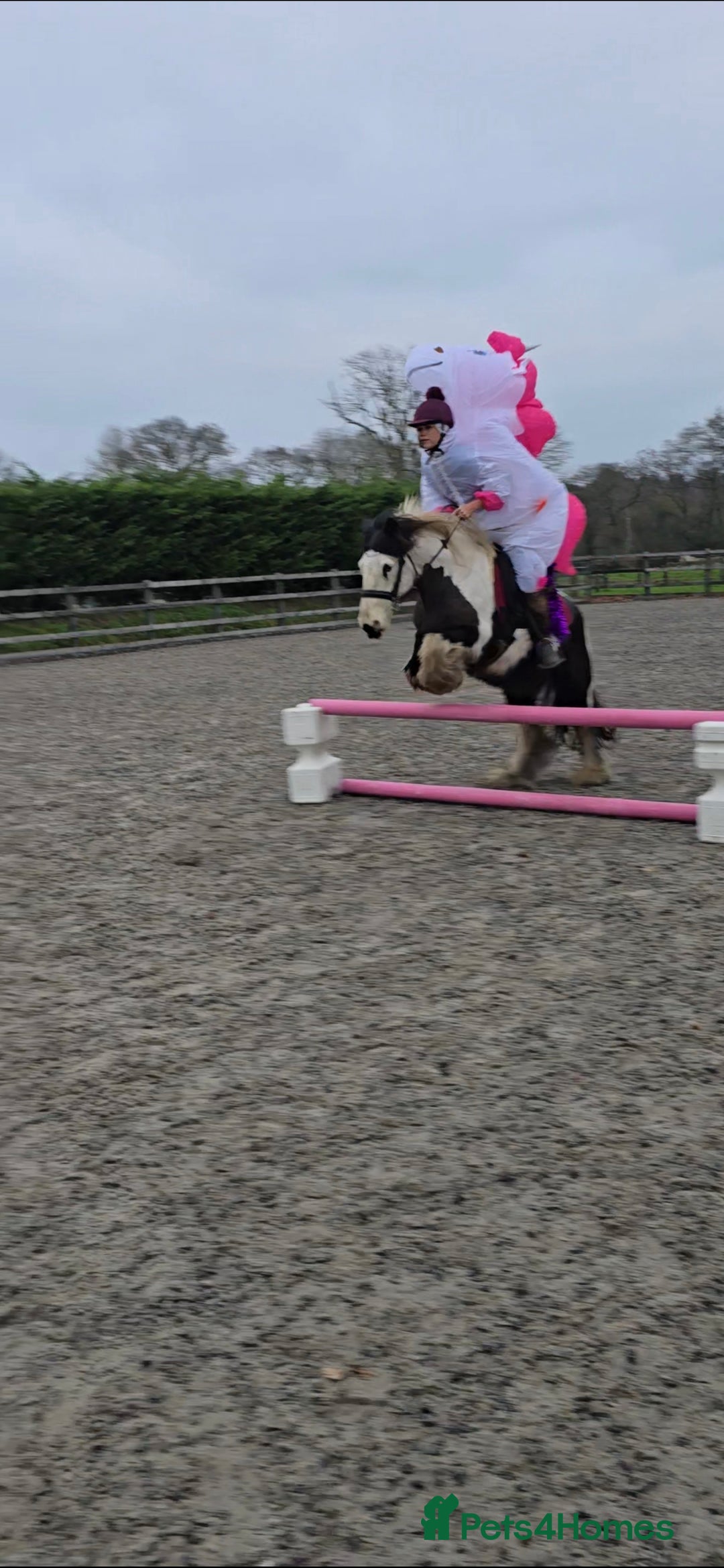 Irish Cob horses for sale: 13.1h Gypsie Cob gelding. - Advert 7