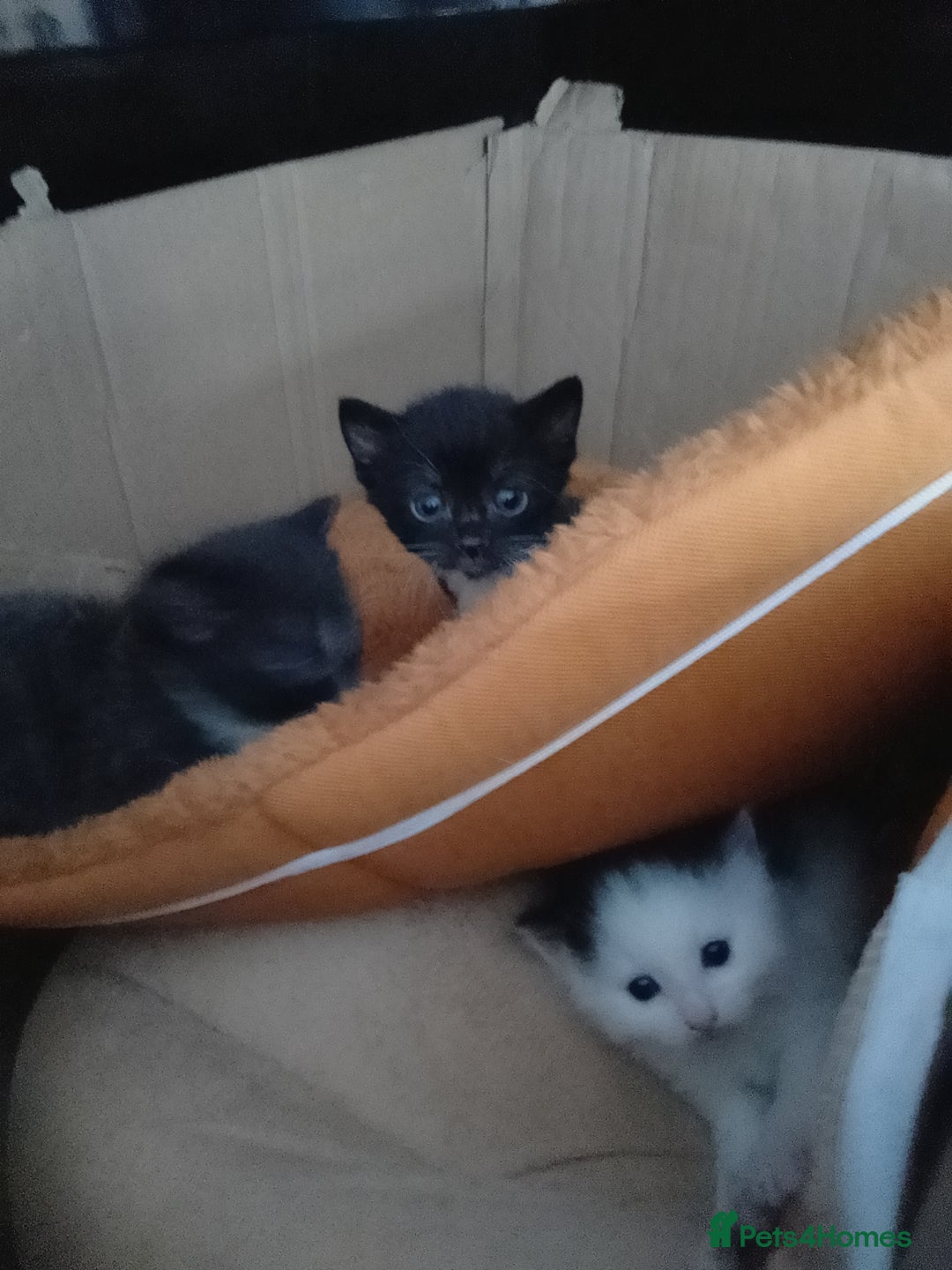 Mixed Breed cats for sale: Male and female  - Image 2