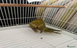 Parakeets birds for sale: Young female kakariki  - Advert 19