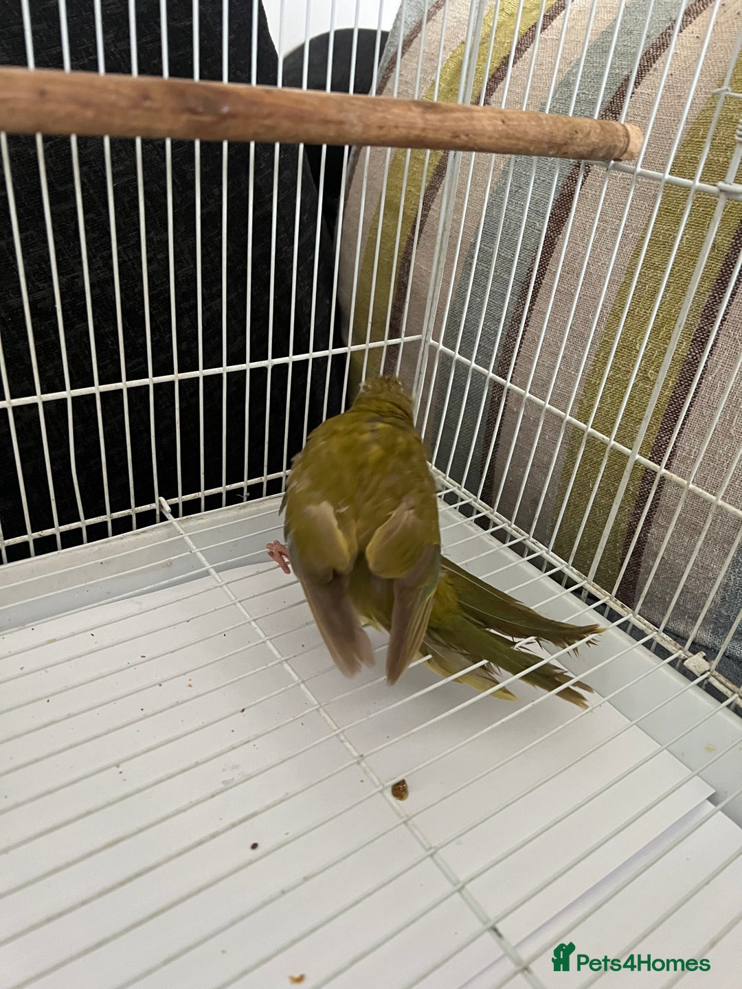 Parakeets birds for sale: Young female kakariki  - Advert 19