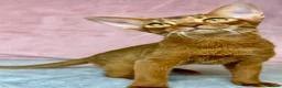 Abyssinian cats for sale: One boy left🤎Raised with Love Abyssinian Kittens - Advert 18