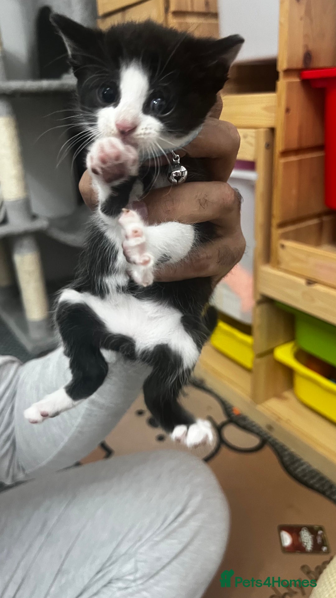 Bengal cats for sale: Beautiful bengals litter of 7😍 - Advert 25