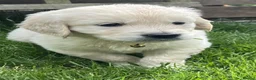 Golden Retriever dogs for sale: KC Registered Vet Health Checked Puppies - Advert 19