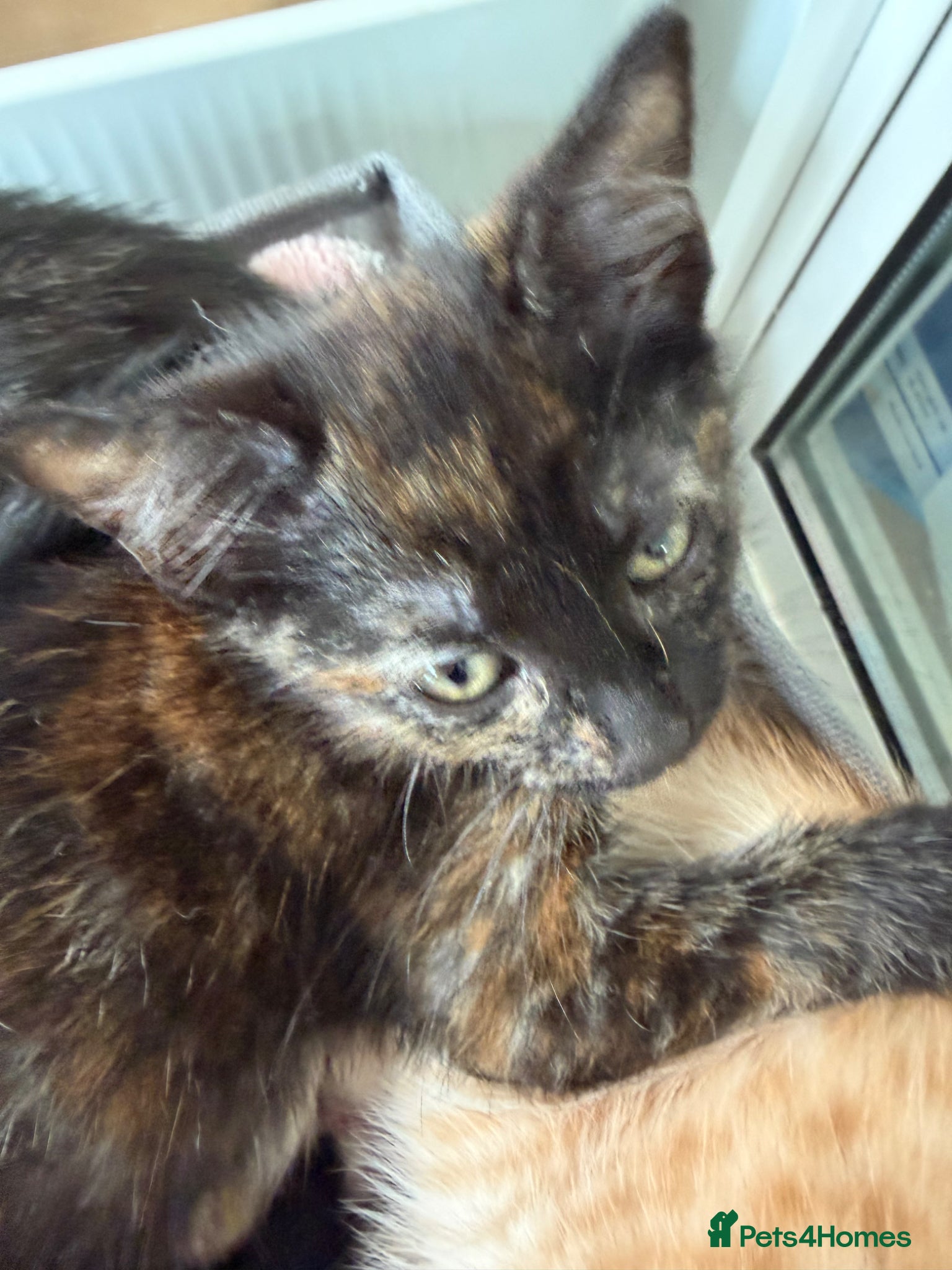 Mixed Breed cats for sale: Tortie Female Kittens - Advert 19