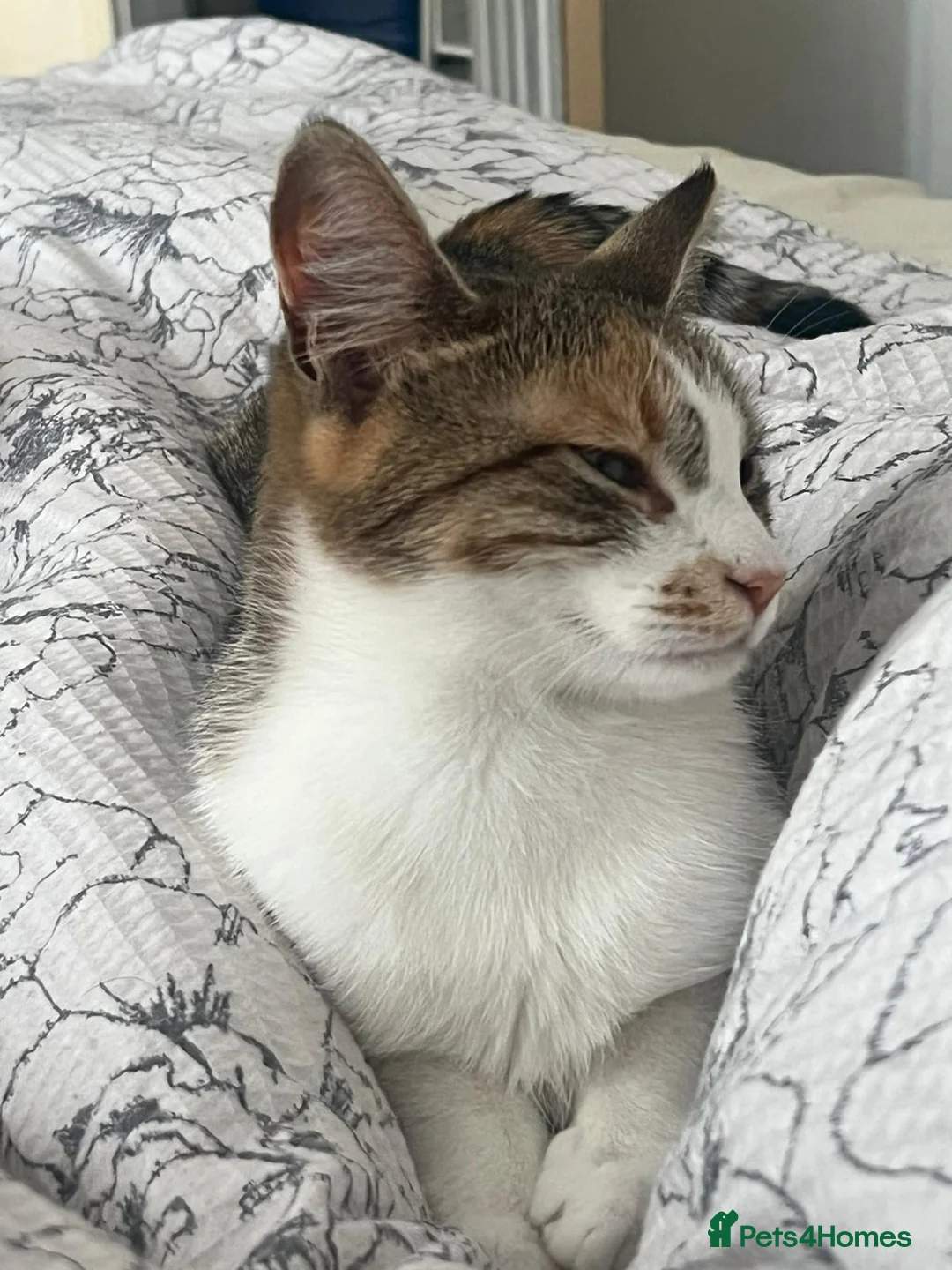 Mixed Breed cats for sale: Female cats from same litter. - Advert 6