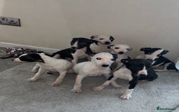 Whippet dogs for sale: whippet puppy’s  - Image 1