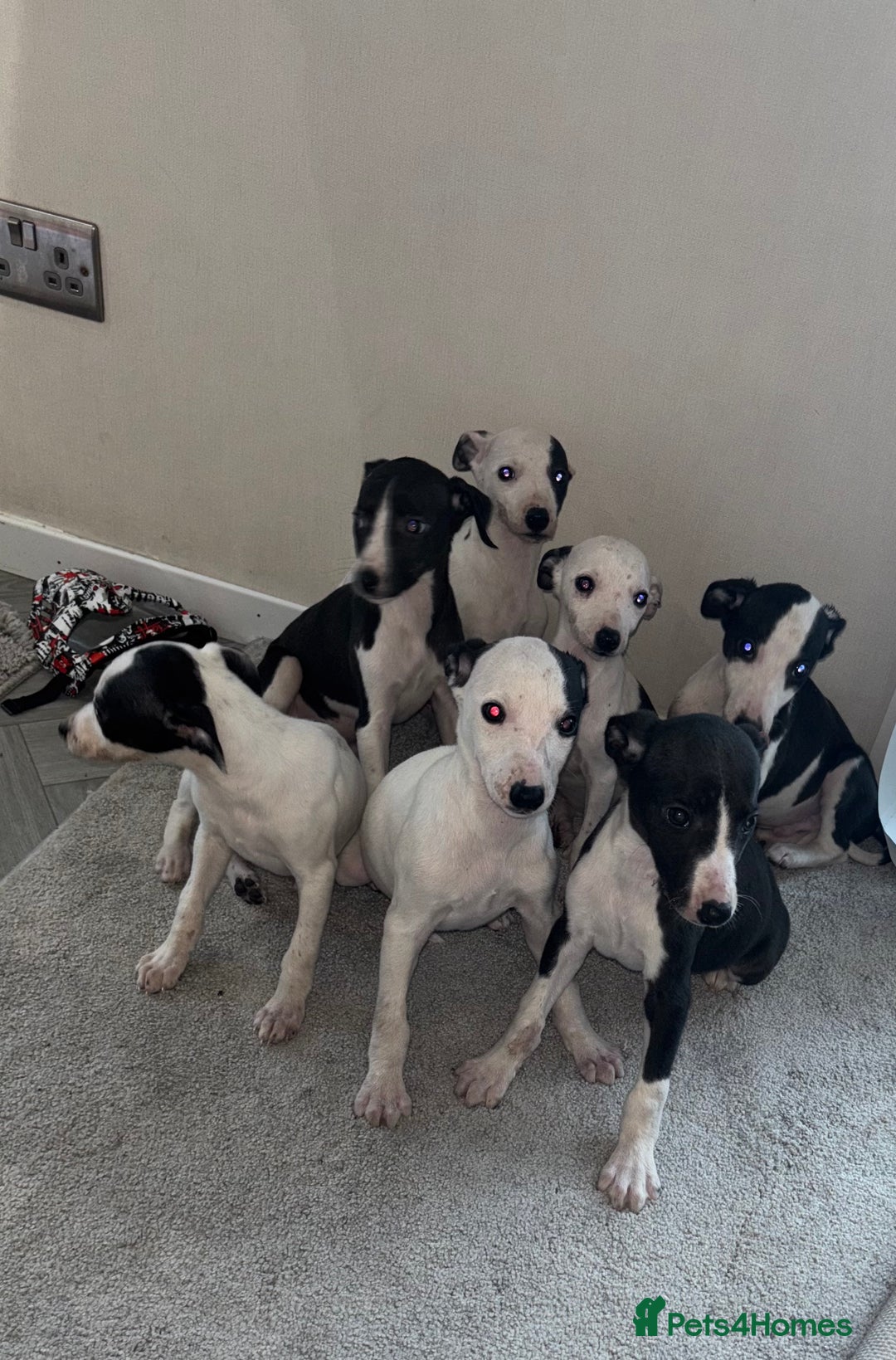 Whippet dogs for sale: whippet puppy’s  - Image 1