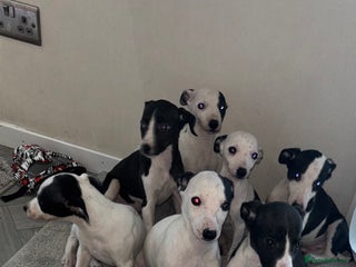 Whippet dogs - Advert 5