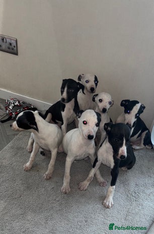 Whippet dogs - Advert 4