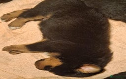 Mixed Breed dogs for sale: Rottwiller/Bernese Mountain dog puppies - Image 6