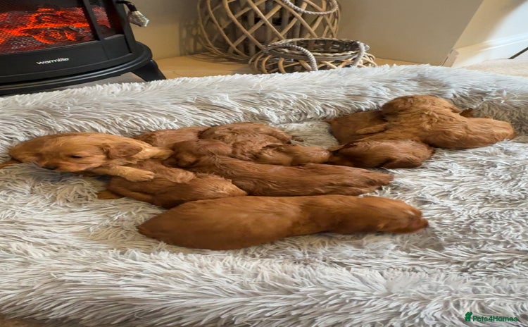 Cockapoo dogs - Advert 5
