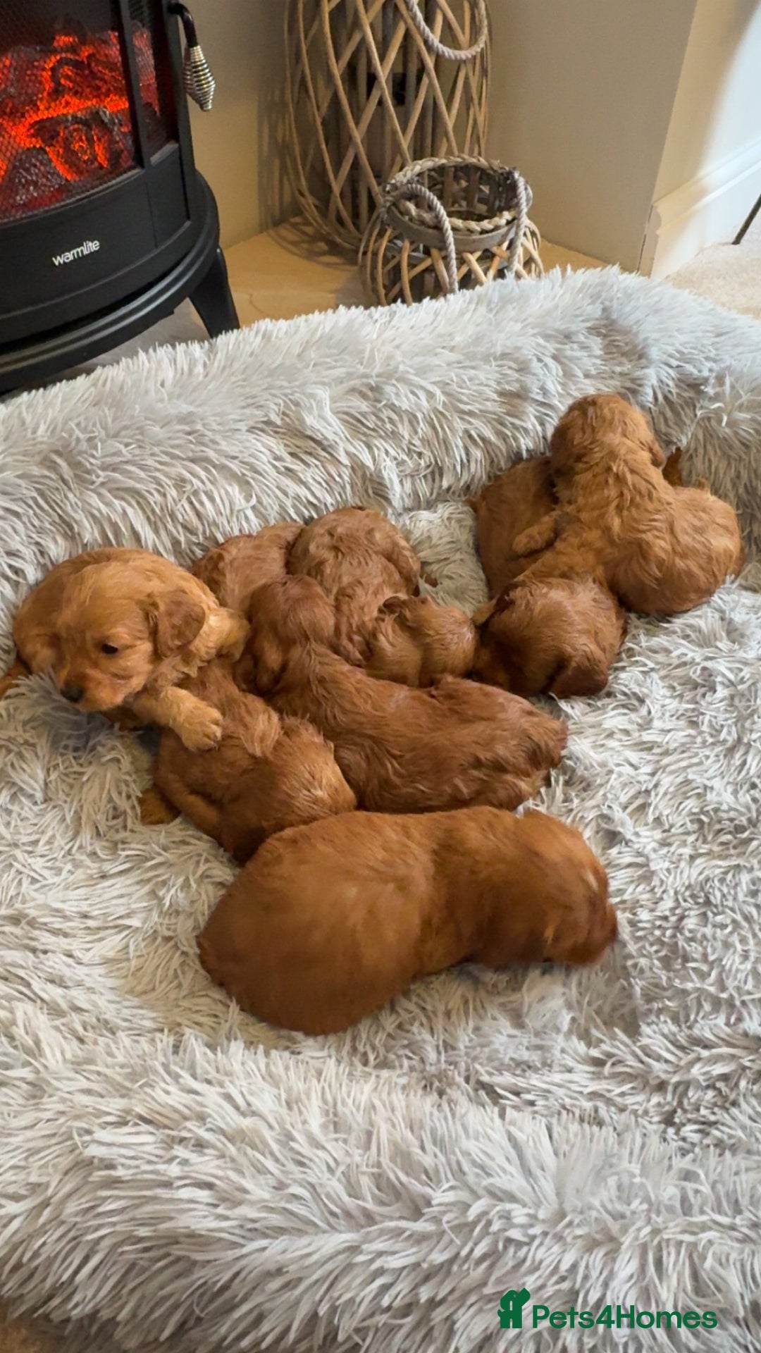 Cockapoo dogs for sale: Beautiful F1 Cockapoo puppies  - Image 1