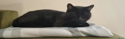 British Shorthair cats for sale: Cat for adoption - Advert 2