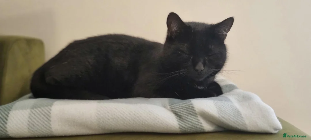 British Shorthair cats for sale: Cat for adoption - Advert 2