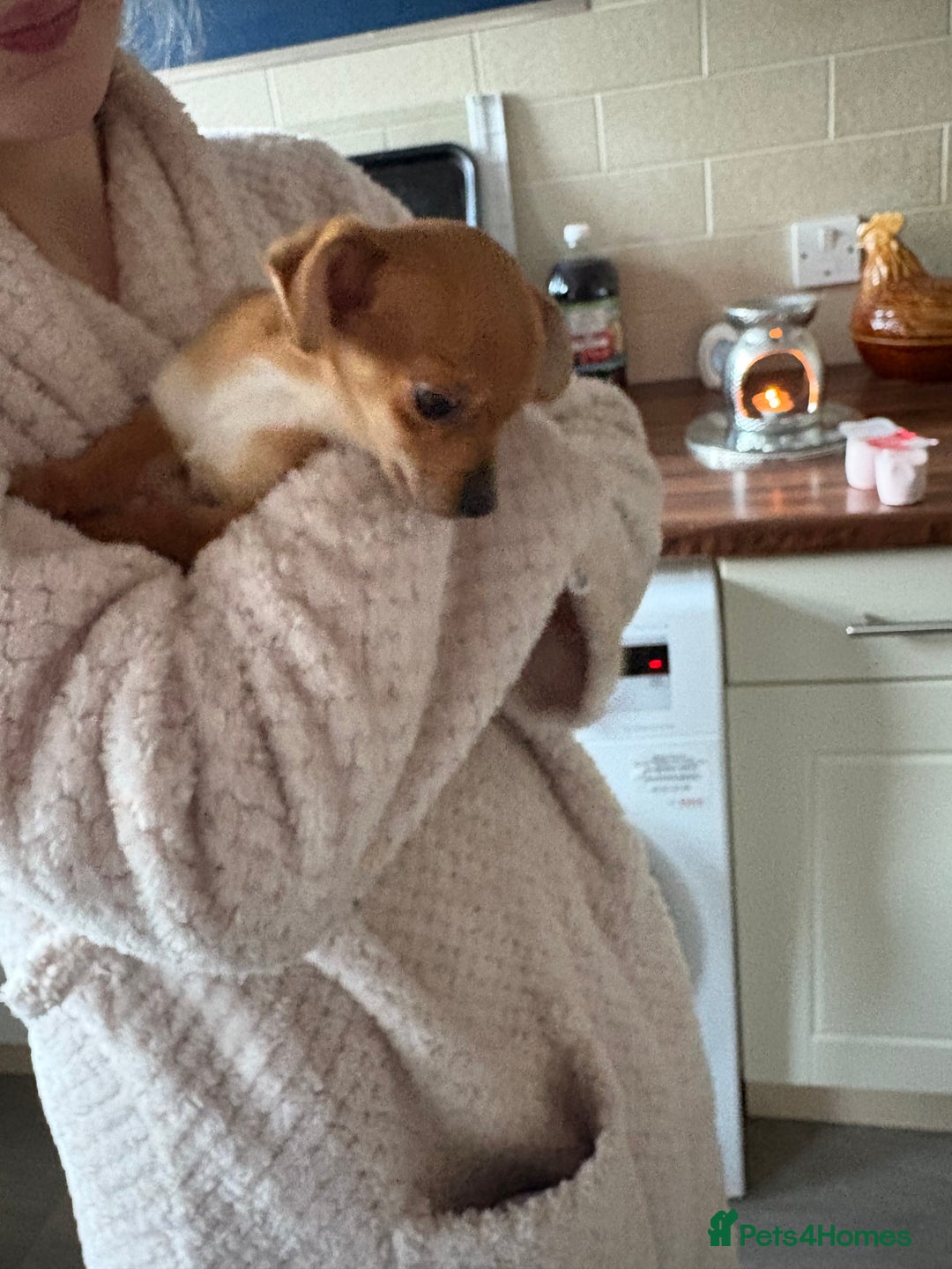 Mixed Breed dogs for sale: 1 beautiful female puppy  - Advert 2