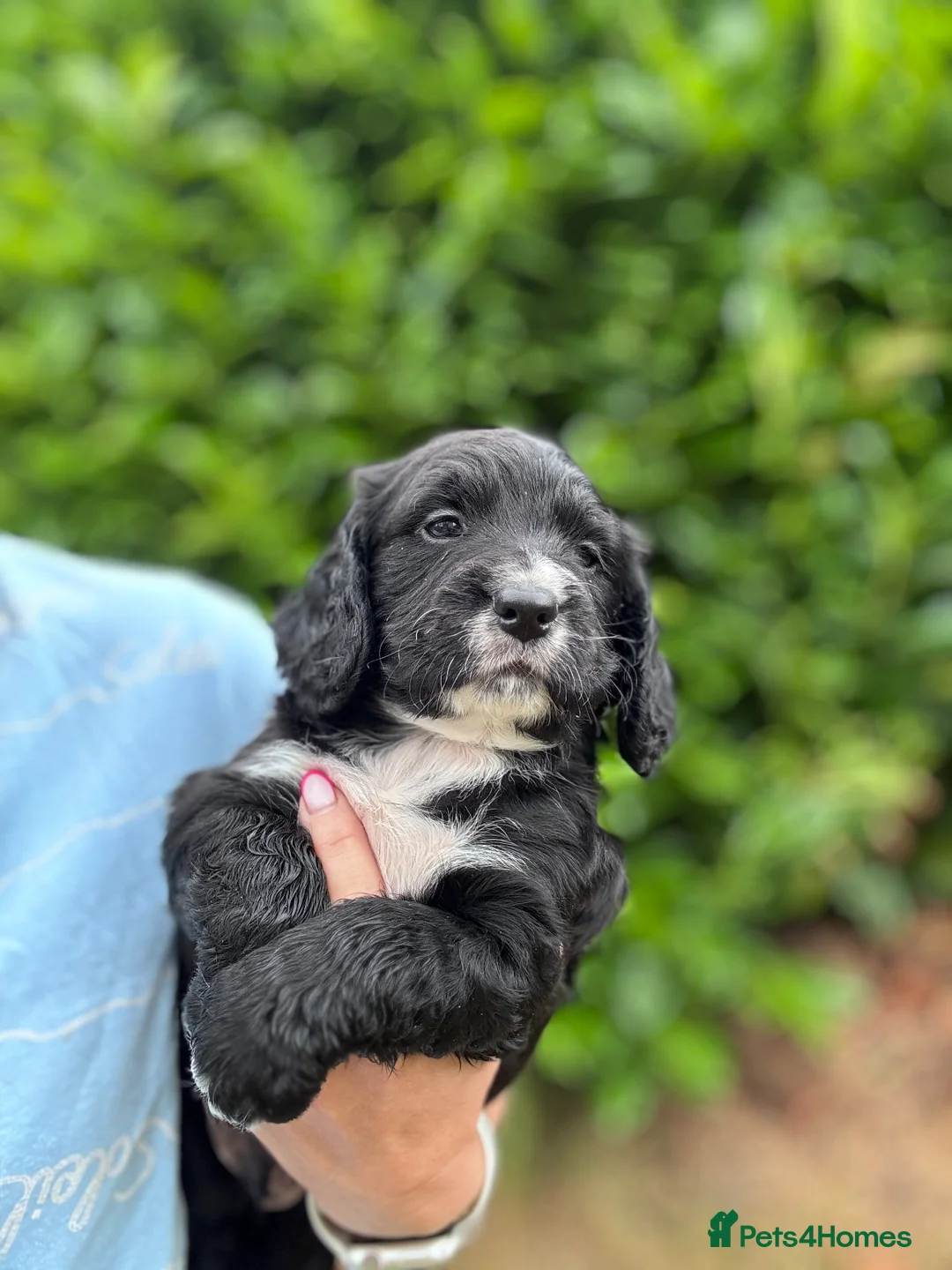 Cocker Spaniel dogs for sale: WCS KC reg 2 Boys remaining  - Advert 4