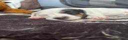 Jack Russell dogs for sale: Stunning jack Russell puppies - Advert 13