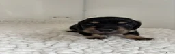 Miniature Dachshund dogs for sale: Ready KC Long-Haired Miniature Dachshund puppies  - Advert 27