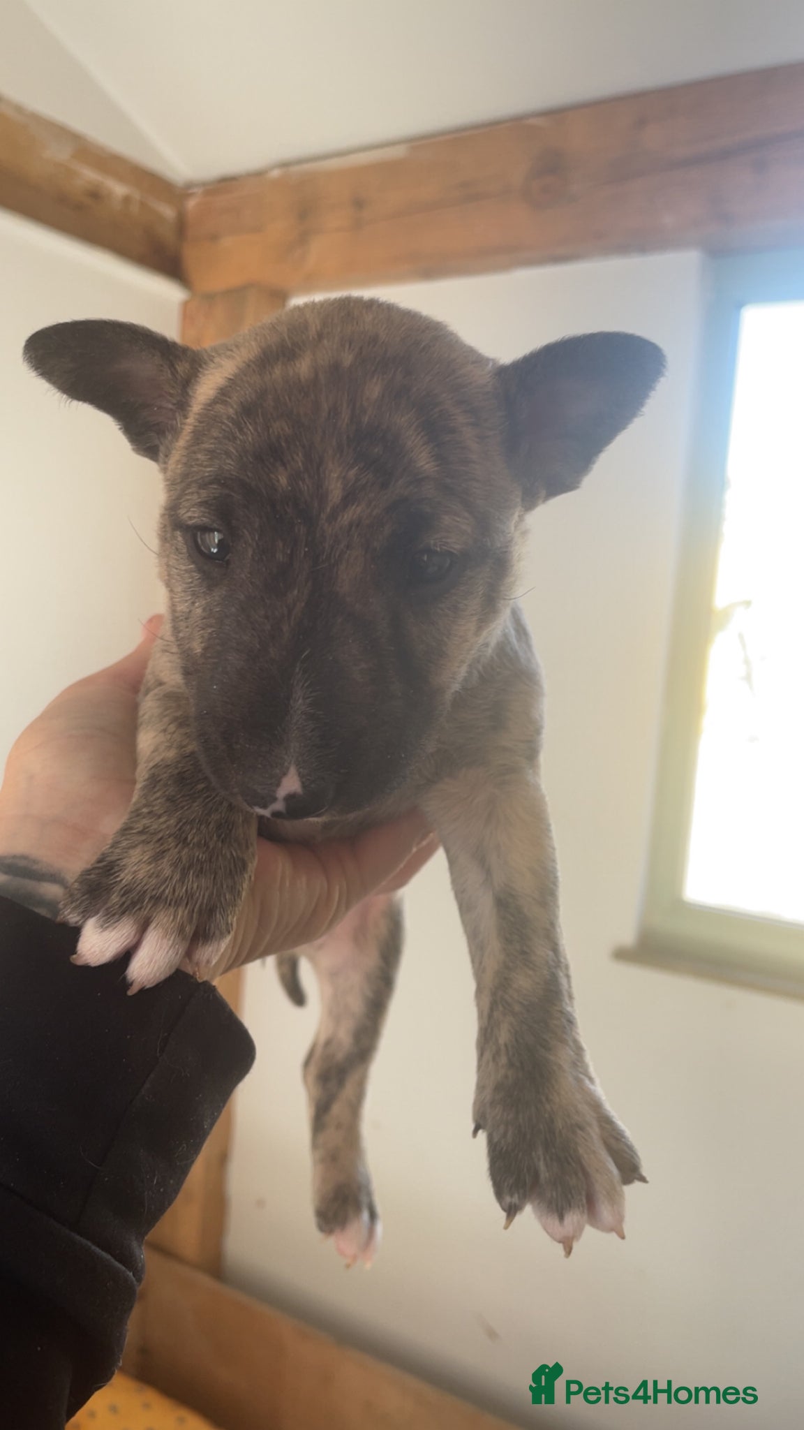 English Bull Terrier dogs for sale: *One Left* KC Reg English Bull Terrier Pups  - Advert 10