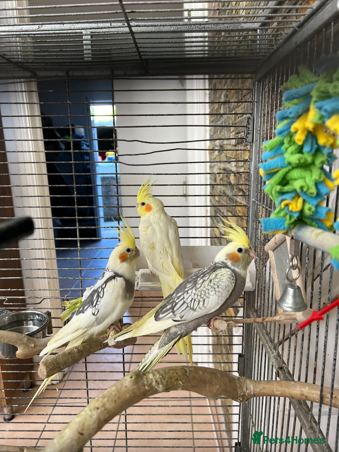 Cockatiels birds for sale: Baby Cockatiels  - Advert 16