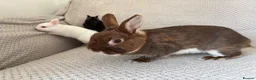 Netherland Dwarf rabbits for sale: Netherland Dwarf Rabbits For Sale in Lampeter - Advert 15