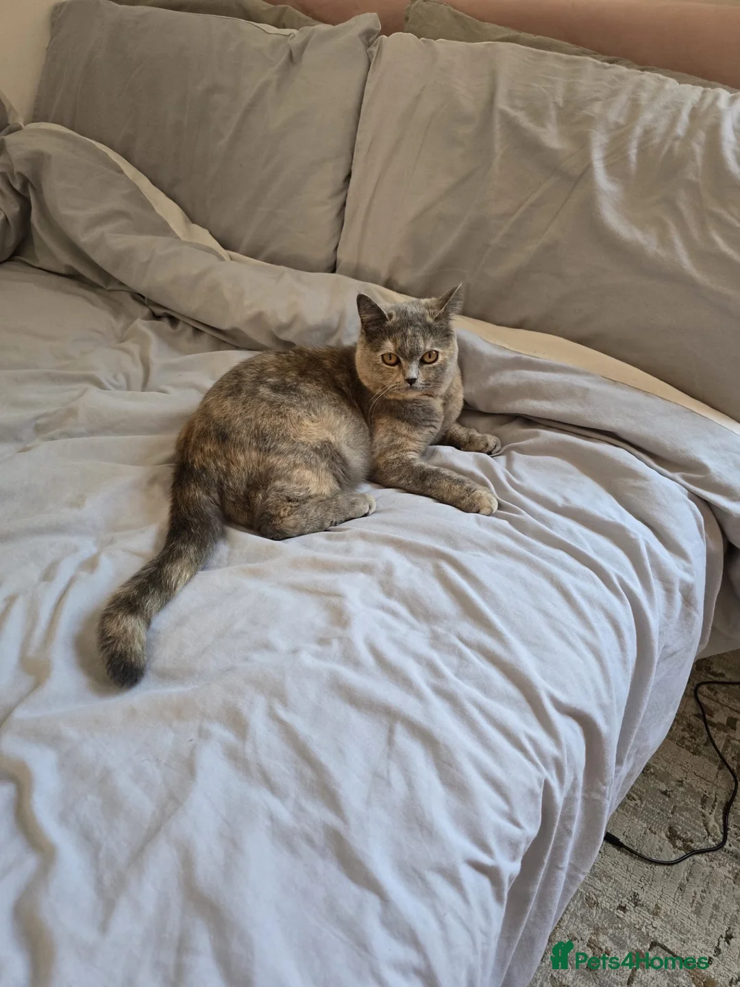 British Shorthair cats for sale: 1 year old British short hair in Derby - Advert 1