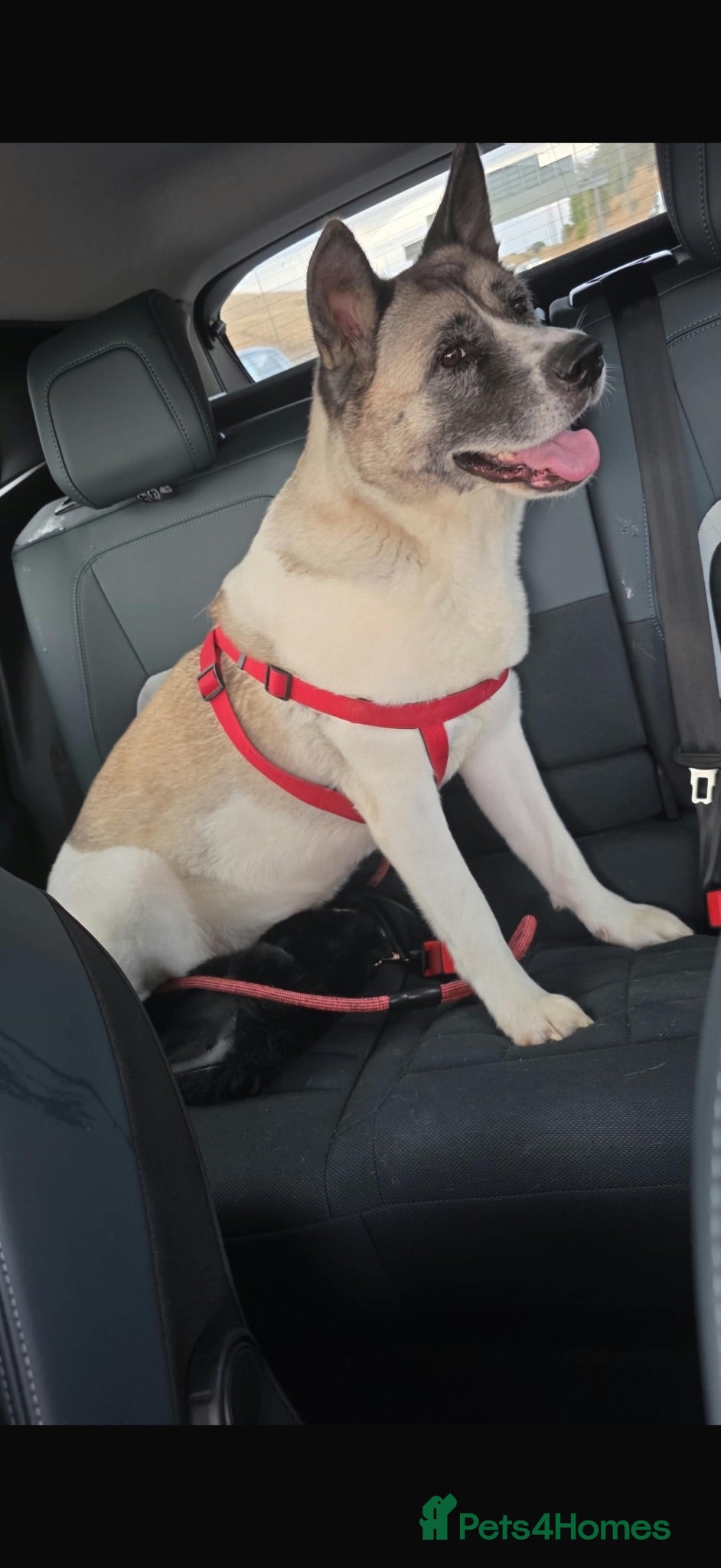 Akita dogs Female Akita 4 years old - Advert 7