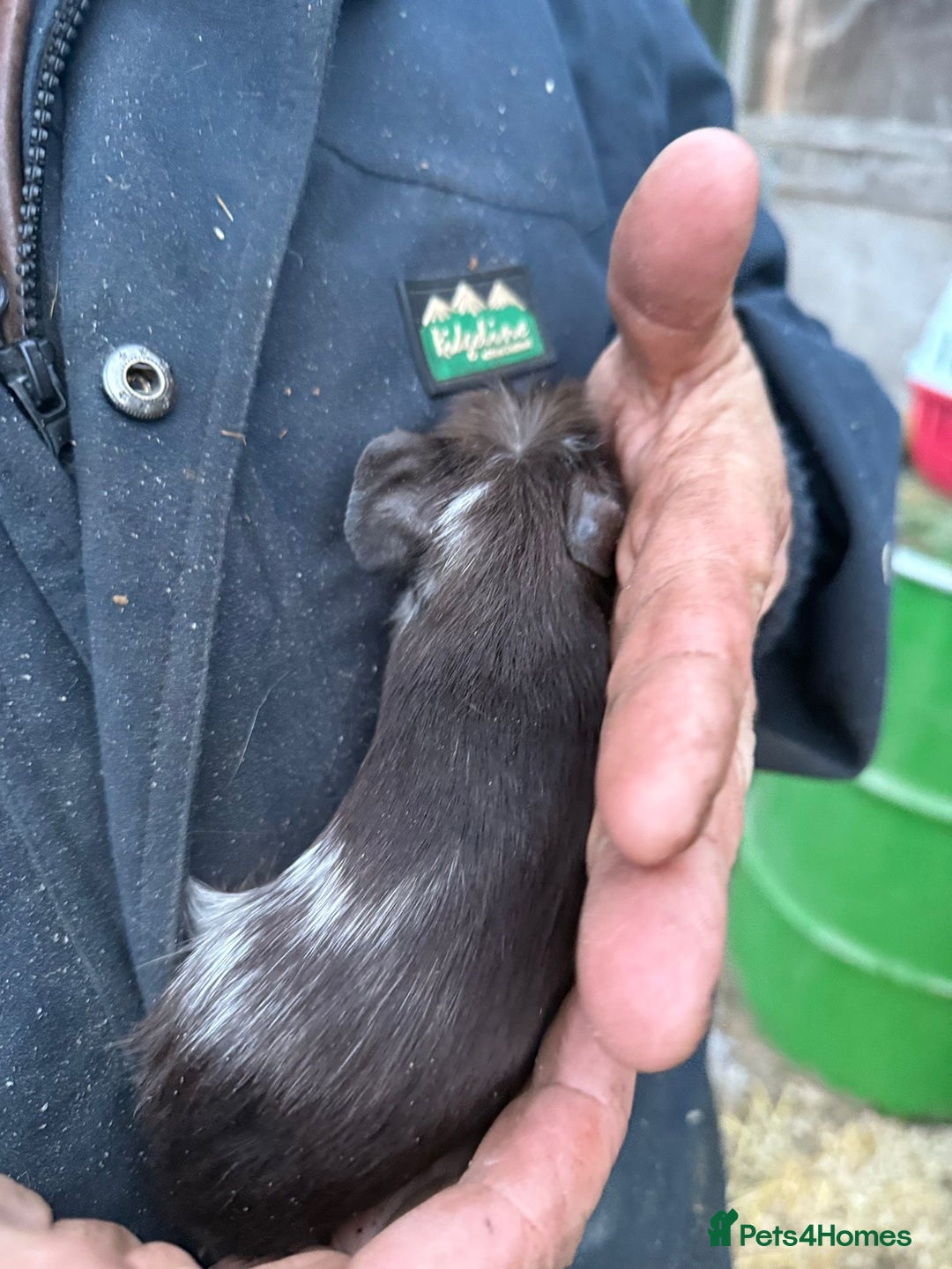 Guinea Pig rodents for sale: 20 lovely guinea pigs for sale  - Advert 3
