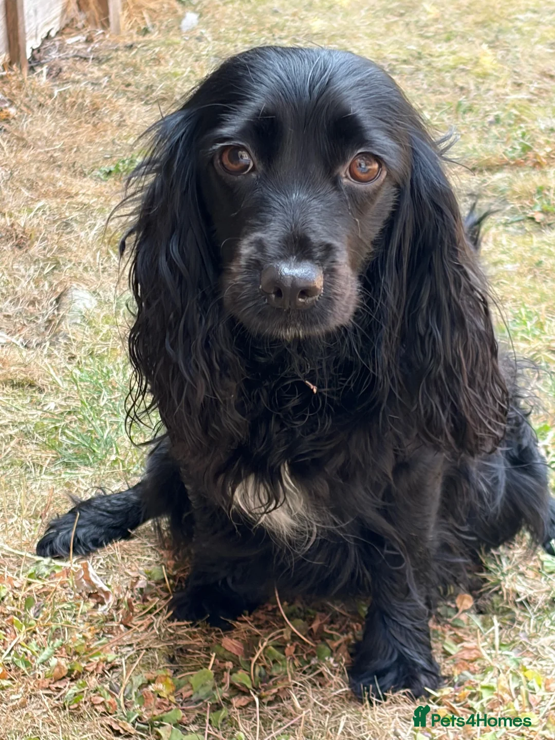 Cockalier dogs for sale: Cavalier x Cocker  - Advert 2