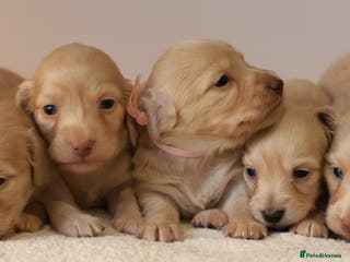 Miniature Dachshund dogs 5*Licensed+CREAMLONGHAIR+KCreg+PRACLEAR+Vetchecked - Advert 12