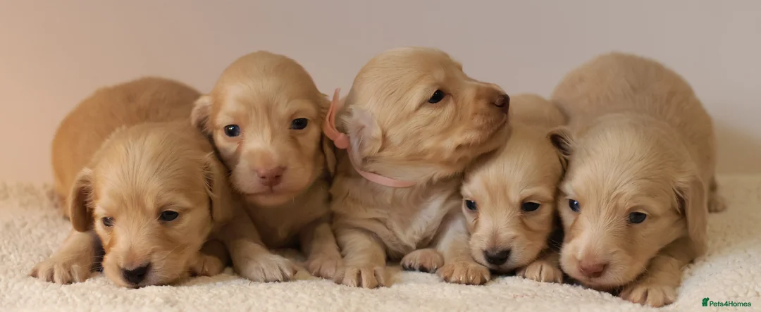 Miniature Dachshund dogs for sale: 5*Licensed+CREAMLONGHAIR+KCreg+PRACLEAR+Vetchecked - Advert 4