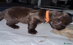 Sprocker dogs for sale: Sprocker Puppies - Image 10